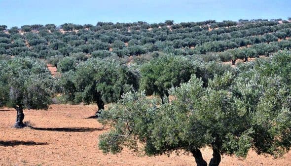 A landscape featuring rows of olive trees in a cultivated field under clear blue skies. - Olive Oil Times