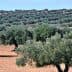 A landscape featuring rows of olive trees in a cultivated field under clear blue skies. - Olive Oil Times