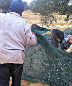 Group of people collecting olives from the ground using nets during harvest season. - Olive Oil Times