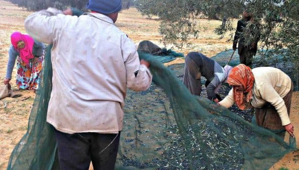 Group of people collecting olives from the ground using nets during harvest season. - Olive Oil Times