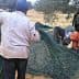 Group of people collecting olives from the ground using nets during harvest season. - Olive Oil Times
