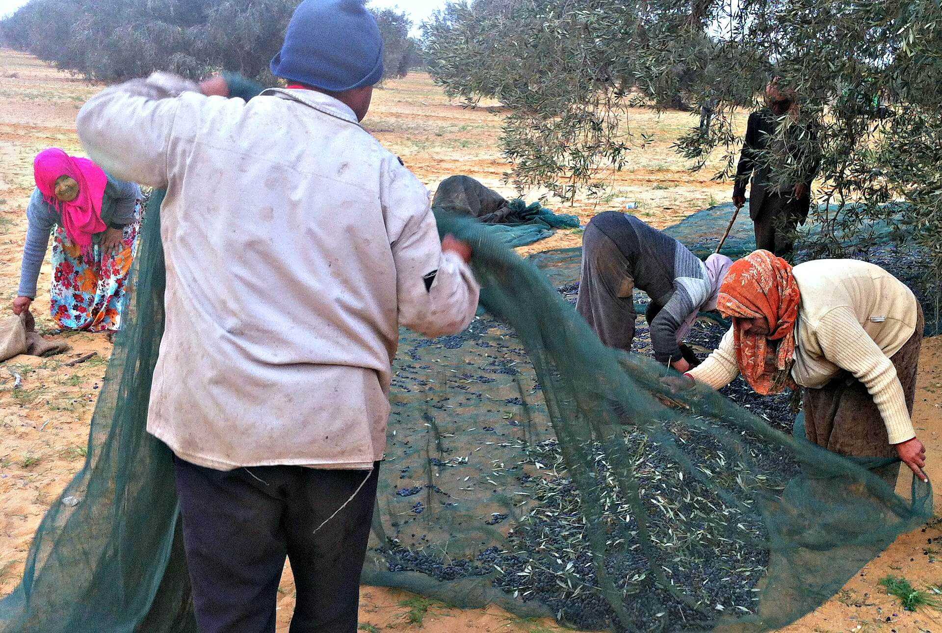 Group of people collecting olives from the ground using nets during harvest season. - Olive Oil Times