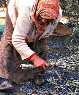 Woman in traditional clothing gathering olive branches on the ground during harvest season. - Olive Oil Times