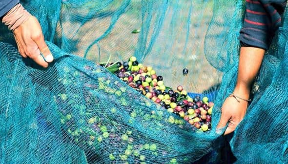 Hands holding a net filled with various colored olives during the harvesting process. - Olive Oil Times