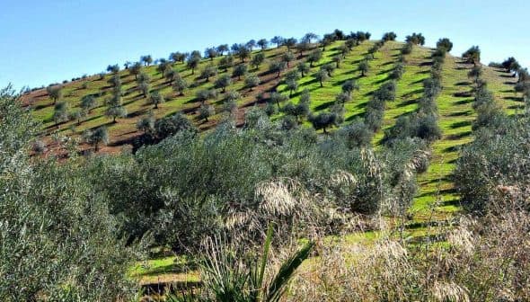A hillside covered with rows of olive trees in a green landscape under a clear blue sky. - Olive Oil Times