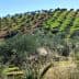 A hillside covered with rows of olive trees in a green landscape under a clear blue sky. - Olive Oil Times