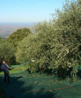 Person using a pole to harvest olives from a tree in an olive grove. - Olive Oil Times