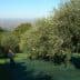 Person using a pole to harvest olives from a tree in an olive grove. - Olive Oil Times