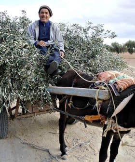 A man seated on a donkey cart filled with olive branches in a rural setting. - Olive Oil Times