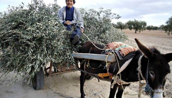 A man seated on a donkey cart filled with olive branches in a rural setting. - Olive Oil Times