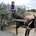 A man seated on a donkey cart filled with olive branches in a rural setting. - Olive Oil Times