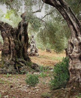 Ancient olive trees with gnarled trunks in a grove surrounded by greenery. - Olive Oil Times