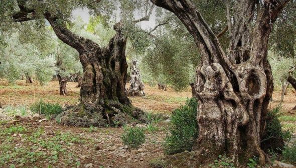 Ancient olive trees with gnarled trunks in a grove surrounded by greenery. - Olive Oil Times