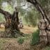 Ancient olive trees with gnarled trunks in a grove surrounded by greenery. - Olive Oil Times