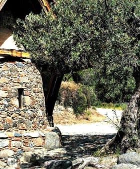 A stone building with a sloped roof next to a large olive tree. - Olive Oil Times