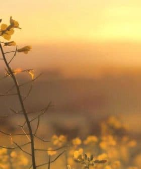 A close-up of yellow wildflowers silhouetted against a sunset sky. - Olive Oil Times
