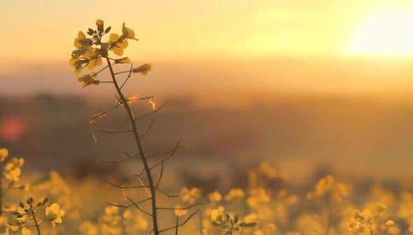 A close-up of yellow wildflowers silhouetted against a sunset sky. - Olive Oil Times