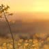 A close-up of yellow wildflowers silhouetted against a sunset sky. - Olive Oil Times