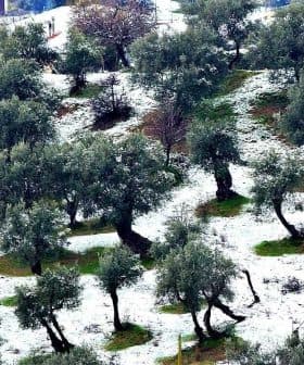 Olive trees covered in snow on a hillside with a few houses in the background. - Olive Oil Times