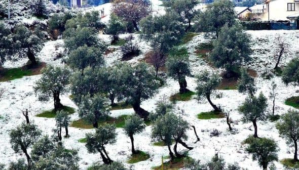 Olive trees covered in snow on a hillside with a few houses in the background. - Olive Oil Times