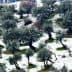 Olive trees covered in snow on a hillside with a few houses in the background. - Olive Oil Times