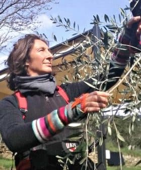 Individual using a tool to harvest olives from a tree branch in an outdoor setting. - Olive Oil Times