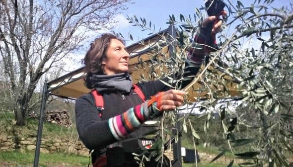 Individual using a tool to harvest olives from a tree branch in an outdoor setting. - Olive Oil Times