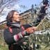 Individual using a tool to harvest olives from a tree branch in an outdoor setting. - Olive Oil Times