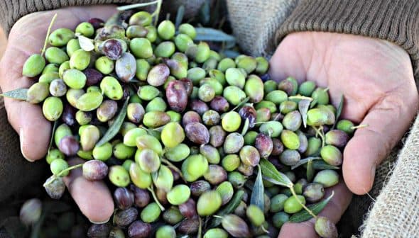 Hands holding a mix of green and purple olives with leaves in a natural setting. - Olive Oil Times