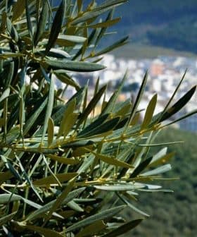 Close-up of an olive tree branch with green leaves and a blurred city in the background. - Olive Oil Times
