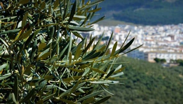 Close-up of an olive tree branch with green leaves and a blurred city in the background. - Olive Oil Times