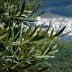 Close-up of an olive tree branch with green leaves and a blurred city in the background. - Olive Oil Times