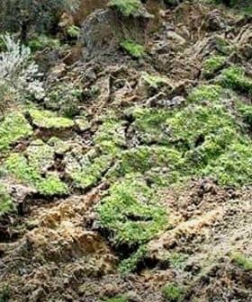 An olive tree growing on a hillside with eroded soil and patches of grass. - Olive Oil Times