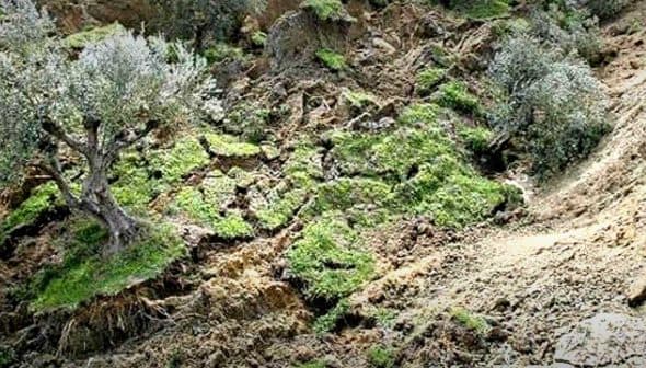 An olive tree growing on a hillside with eroded soil and patches of grass. - Olive Oil Times