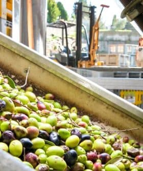 A close-up view of a mixture of green and black olives in processing equipment at an olive oil facility. - Olive Oil Times