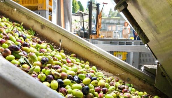 A close-up view of a mixture of green and black olives in processing equipment at an olive oil facility. - Olive Oil Times