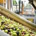 A close-up view of a mixture of green and black olives in processing equipment at an olive oil facility. - Olive Oil Times