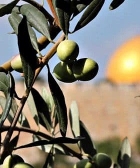 Olive tree branch with green olives in focus, background features a golden dome structure. - Olive Oil Times
