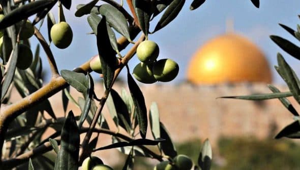 Olive tree branch with green olives in focus, background features a golden dome structure. - Olive Oil Times