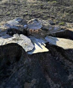 Cut tree stump with visible rings and bark remnants in a natural environment. - Olive Oil Times