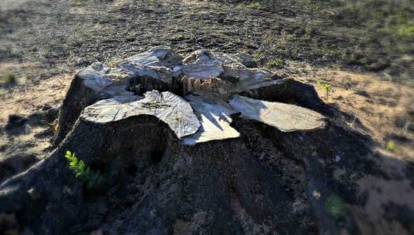 Cut tree stump with visible rings and bark remnants in a natural environment. - Olive Oil Times