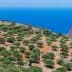 A landscape featuring an olive grove on a hillside with a view of the ocean in the background. - Olive Oil Times