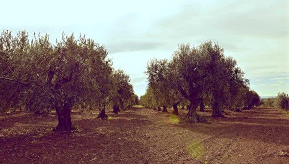 Row of olive trees in a cultivated field under a cloudy sky. - Olive Oil Times