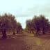 Row of olive trees in a cultivated field under a cloudy sky. - Olive Oil Times