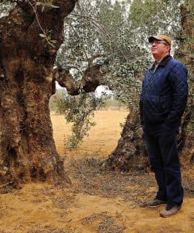 A man in a blue jacket standing beside a large olive tree in an outdoor setting. - Olive Oil Times