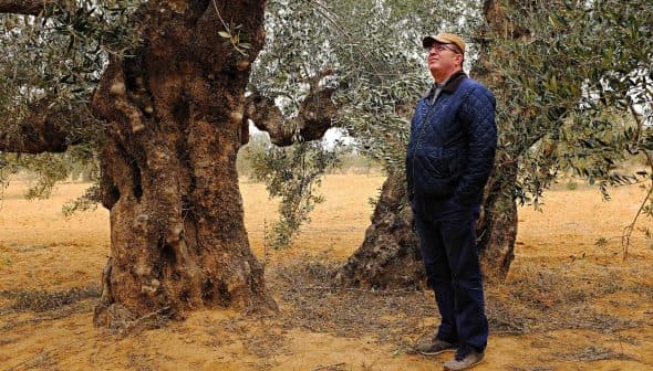 A man in a blue jacket standing beside a large olive tree in an outdoor setting. - Olive Oil Times
