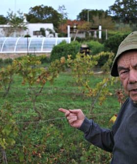 Elderly man wearing a hat pointing at grapevines in a vineyard with a greenhouse in the background. - Olive Oil Times