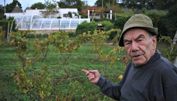 Elderly man wearing a hat pointing at grapevines in a vineyard with a greenhouse in the background. - Olive Oil Times