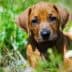 A brown puppy resting on green grass with small white flowers around it. - Olive Oil Times