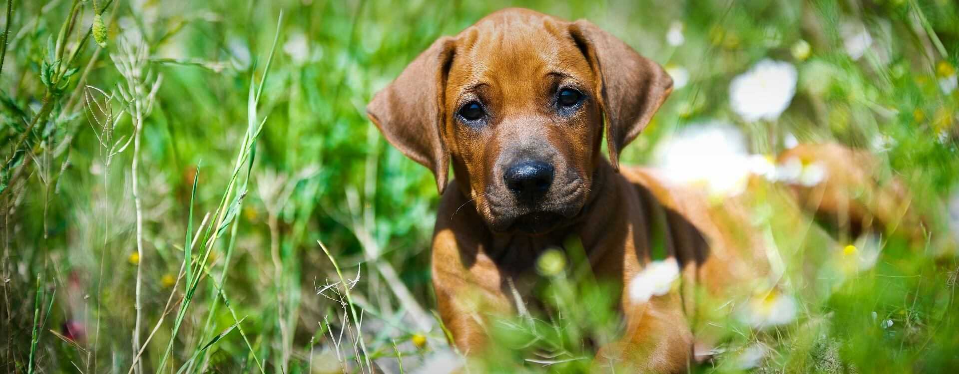 A brown puppy resting on green grass with small white flowers around it. - Olive Oil Times